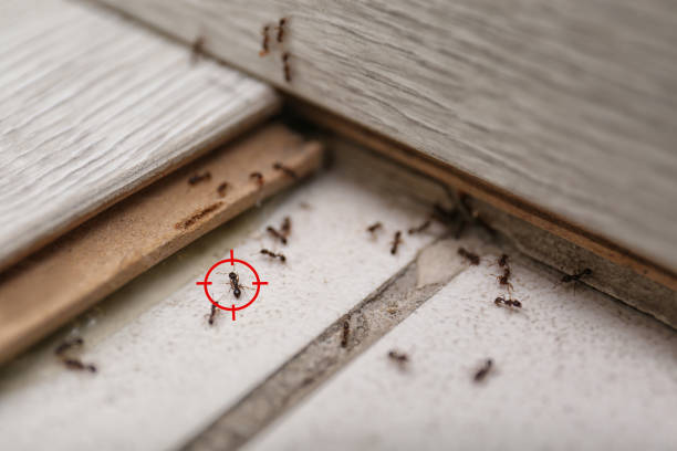 Best Rat Extermination Near Me  in Buffalo, NY